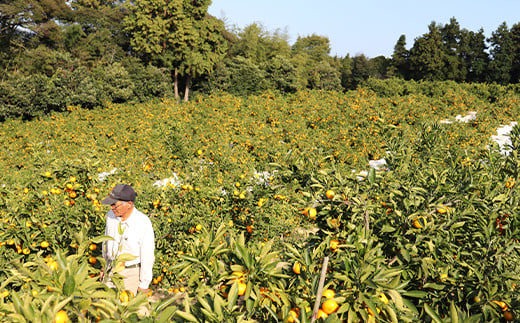 【訳あり品】阿部農園の「青島 約8kg」 ／ ミカン みかん 蜜柑 柑橘類 糖度 訳あり 1月 1月発送 1月配送 先行予約 甘い 温州みかん 温州 フルーツ ＜112-003＞