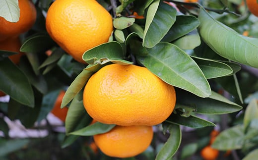 【訳あり品】阿部農園の「青島 約8kg」 ／ ミカン みかん 蜜柑 柑橘類 糖度 訳あり 1月 1月発送 1月配送 先行予約 甘い 温州みかん 温州 フルーツ ＜112-003＞