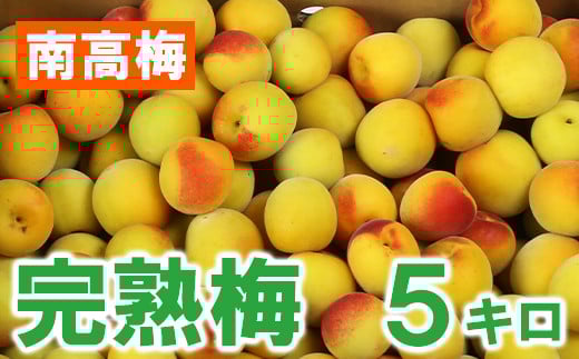 ひらそ農園の完熟梅 5kg 梅 南高梅 完熟梅 梅干し 梅干 梅干し用 梅酒  梅シロップ 梅ジャム 5キロ 数量限定 先行予約 6月 ＜004-009＞