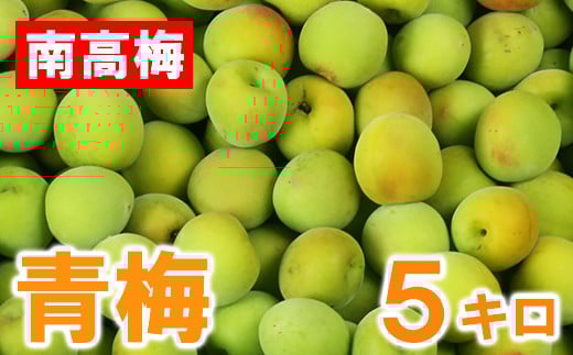 ひらそ農園の青梅 5kg 梅 南高梅 青梅 梅干し 梅干 梅干し用 梅酒用 梅酒 梅シロップ 梅ジャム 5キロ 数量限定 先行予約 ＜004-007＞