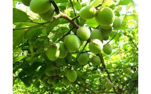 ã²ãã蟲åã®éæ¢
5kg æ¢
å髿¢
鿢
æ¢
å¹²ã æ¢
å¹² æ¢
å¹²ãçš æ¢
é
çš æ¢
é
æ¢
ã·ããã æ¢
ãžã£ã 5ãã æ°ééå® å
è¡äºçŽ ïŒ004-007ïŒ