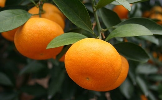 ä»æèŸ²åã®ããŠã¹ã¿ãã çŽ5kgãç§åã ã¿ãã ææ© 5kg ç§å å
è¡äºçŽ 7æ ãã«ãŒã ïŒ107-008ïŒ