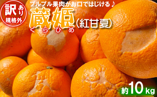 【訳あり・規格外品】今村農園の「蔵姫くらひめ（紅甘夏） 約10kg」 先行予約 10kg 2026年 3月発送 4月発送 わけあり 柑橘類 みかん ミカン フルーツ ＜107-028_7＞