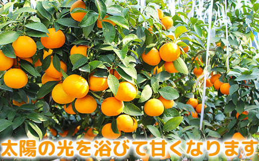 今村農園のおひさまきらりん 約2.5kg【秀品】  甘い オレンジ みかん ミカン 清美 2.5kg 12月発送 1月発送 先行予約 贈答 柑橘類 フルーツ ＜107-024_6＞