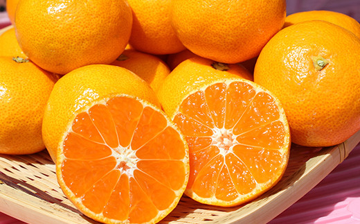 ハウスみかん約2kg（化粧箱入） みかん 温州 温州みかん 温州ミカン 2kg 甘い 秀品 柑橘類 糖度 6月 7月 ハウスみかん フルーツ 先行予約 九州 大分 杵築 ＜132-011＞