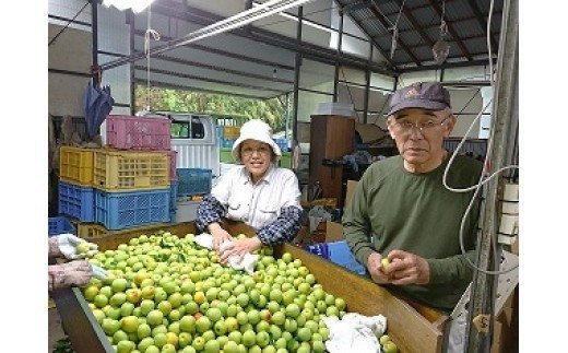 ひらそ農園の完熟南高梅の梅干し　2.5kg（塩分約20%） 梅干し 国産 南高梅 2キロ ＜004-005＞