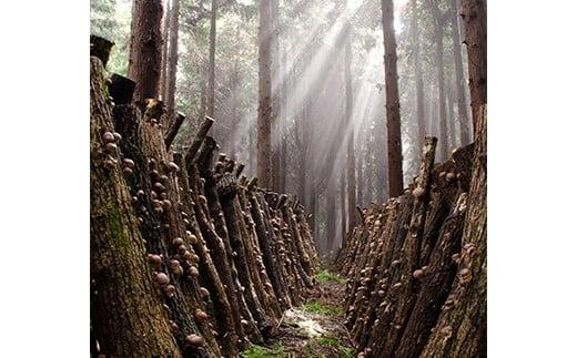 薪 20kg（クヌギ） [つなぐ薪、つづく里山。] 〜歴史を受け継ぎ　未来へつなぐ〜 薪 まき マキ 乾燥薪 クヌギ 広葉樹 焚き火 たき火 ストーブ 薪ストーブ キャンプ アウトドア ＜164-001＞