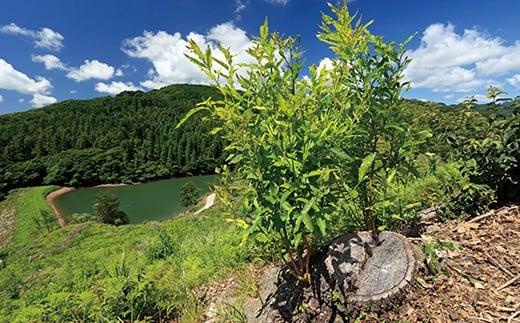 薪 20kg（クヌギ） [つなぐ薪、つづく里山。] 〜歴史を受け継ぎ　未来へつなぐ〜 薪 まき マキ 乾燥薪 クヌギ 広葉樹 焚き火 たき火 ストーブ 薪ストーブ キャンプ アウトドア ＜164-001＞