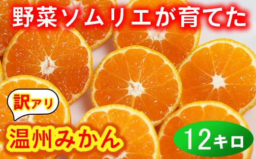 【訳あり・規格外品】野菜ソムリエ石児さんの「温州みかん 12kg（6kg×2箱）」ミカン みかん 蜜柑 柑橘 12kg 柑橘類 訳あり 甘い 温州みかん フルーツ 1月 1月発送 1月配送 ＜103-032＞