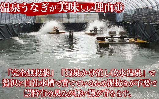 完全無投薬養殖！温泉うなぎ蒲焼 2尾（160gサイズ） 自宅用 エコ包装  ＜104-066＞