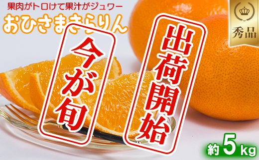 今村農園のおひさまきらりん 約5kg【秀品】 甘い オレンジ みかん ミカン 清美 5kg 12月発送 1月発送 先行予約 贈答 柑橘類 フルーツ ＜107-025_7＞