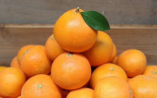 今村農園のおひさまきらりん 約2.5kg【秀品】  甘い オレンジ みかん ミカン 清美 2.5kg 12月発送 1月発送 先行予約 贈答 柑橘類 フルーツ ＜107-024_6＞