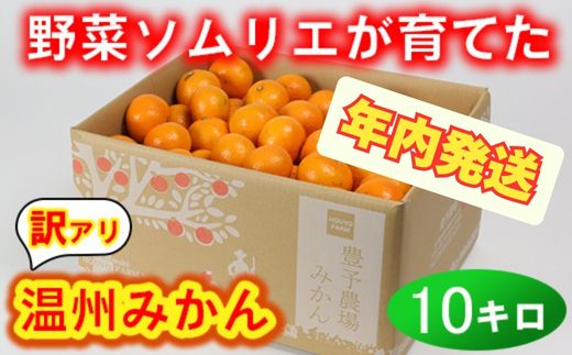 【12月24日決済分まで年内発送】【訳あり・規格外品】野菜ソムリエ石児さんの「温州みかん 10kg」 ミカン みかん 蜜柑 柑橘 10kg 柑橘類 訳あり 甘い 温州みかん フルーツ 年内配送 年内発送 12月発送 12月配送 12月 ＜103-005＞