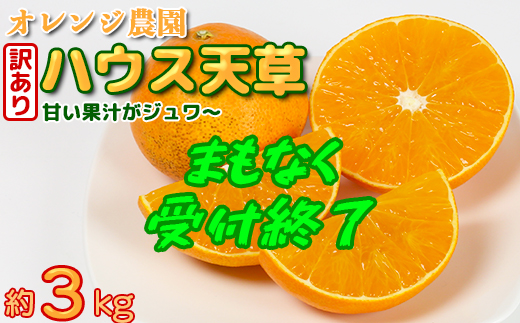 【年内発送】【訳あり・規格外品】九州のオレンジ「ハウス天草」約3～3.3kg みかん ミカン オレンジ 訳あり 先行予約 柑橘類 11月 12月 ＜114-003_5＞