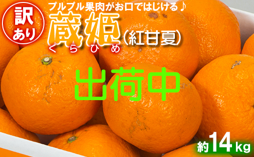 【訳あり・優品】今村農園の「蔵姫くらひめ（紅甘夏） 約14kg」 先行予約 14kg 2026年 3月発送 4月発送 わけあり 柑橘類 みかん ミカン フルーツ ＜107-031＞