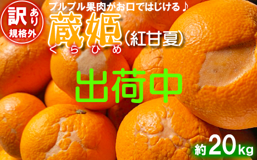 【訳あり・規格外品】今村農園の「蔵姫くらひめ（紅甘夏） 約20kg」 先行予約 20kg 2026年 3月発送 4月発送 わけあり 柑橘類 みかん ミカン フルーツ ＜107-029_7＞