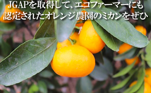 【訳あり品】オレンジ農園のハウスみかん 約2.5kg みかん 柑橘 訳あり 先行予約 7月 8月 フルーツ ＜114-001_5＞