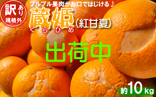 【訳あり・規格外品】今村農園の「蔵姫くらひめ（紅甘夏） 約10kg」 先行予約 10kg 2026年 3月発送 4月発送 わけあり 柑橘類 みかん ミカン フルーツ ＜107-028_7＞