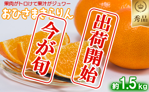 今村農園のおひさまきらりん 約1.5kg【秀品】 甘い オレンジ みかん ミカン 清美 1.5kg 12月発送 1月発送 先行予約 贈答 柑橘類 フルーツ ＜107-023_7＞