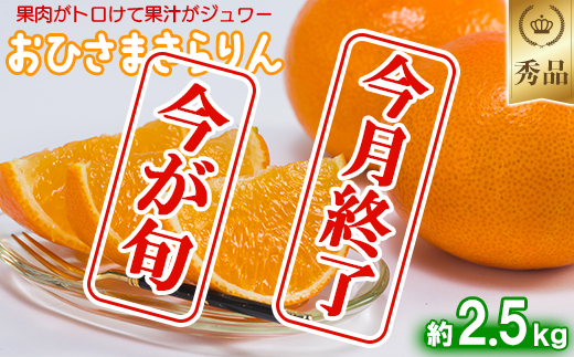 今村農園のおひさまきらりん 約2.5kg【秀品】  甘い オレンジ みかん ミカン 清美 2.5kg 12月発送 1月発送 先行予約 贈答 柑橘類 フルーツ ＜107-024_6＞