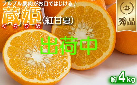今村農園の蔵姫くらひめ（紅甘夏） 約4kg【秀品】 先行予約 4kg 2026年 3月発送 4月発送 贈答 柑橘類 みかん ミカン フルーツ ＜107-032＞