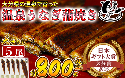 【12月14日決済分まで年内発送】 温泉うなぎ蒲焼 5尾（160gサイズ） 国産うなぎ 人気 国産 蒲焼 蒲焼き かば焼き 鰻屋 個包装 冷凍 真空 ギフト ＜104-013_5＞