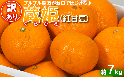 【訳あり・優品】今村農園の「蔵姫くらひめ（紅甘夏） 約7kg」 先行予約 7kg 2026年 3月発送 4月発送 わけあり 柑橘類 みかん ミカン フルーツ ＜107-030＞