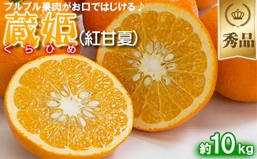 今村農園の蔵姫くらひめ（紅甘夏） 約10kg【秀品】 先行予約 10kg 2026年 3月発送 4月発送 贈答 柑橘類 みかん ミカン フルーツ ＜107-033＞
