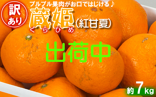 【訳あり・優品】今村農園の「蔵姫くらひめ（紅甘夏） 約7kg」 先行予約 7kg 2026年 3月発送 4月発送 わけあり 柑橘類 みかん ミカン フルーツ ＜107-030＞