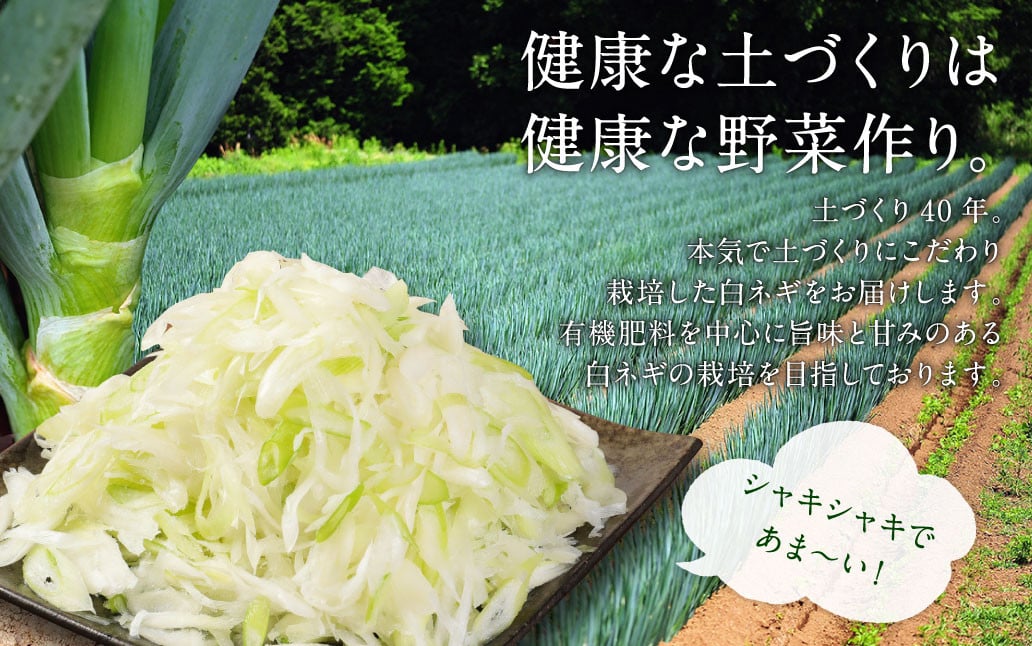 073-1183 大分県産 白ネギ しゃぶしゃぶ セット 計1.1kg 長ねぎ 長ネギ 白ネギ 白ねぎ ネギ ねぎ 葱 白葱 ねぎしゃぶ