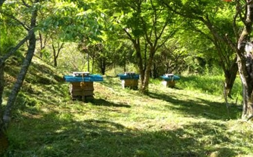 025-765 日本ミツバチ の 純粋 生蜂蜜 660g ハチミツ はちみつ 国産 生はちみつ