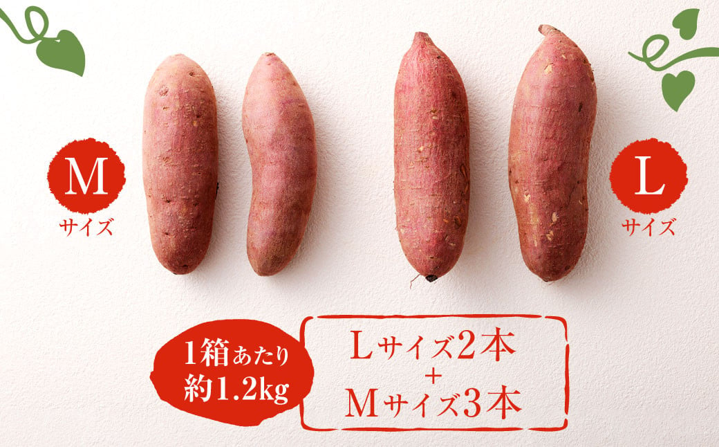 171-1134 【先行予約】 高糖度さつまいも 甘太くん 約1.2kg（Lサイズ2本・Mサイズ3本） サツマイモ 甘藷 かんしょ おやつ 焼き芋 【2024年11月下旬から2025年4月下旬発送予定】