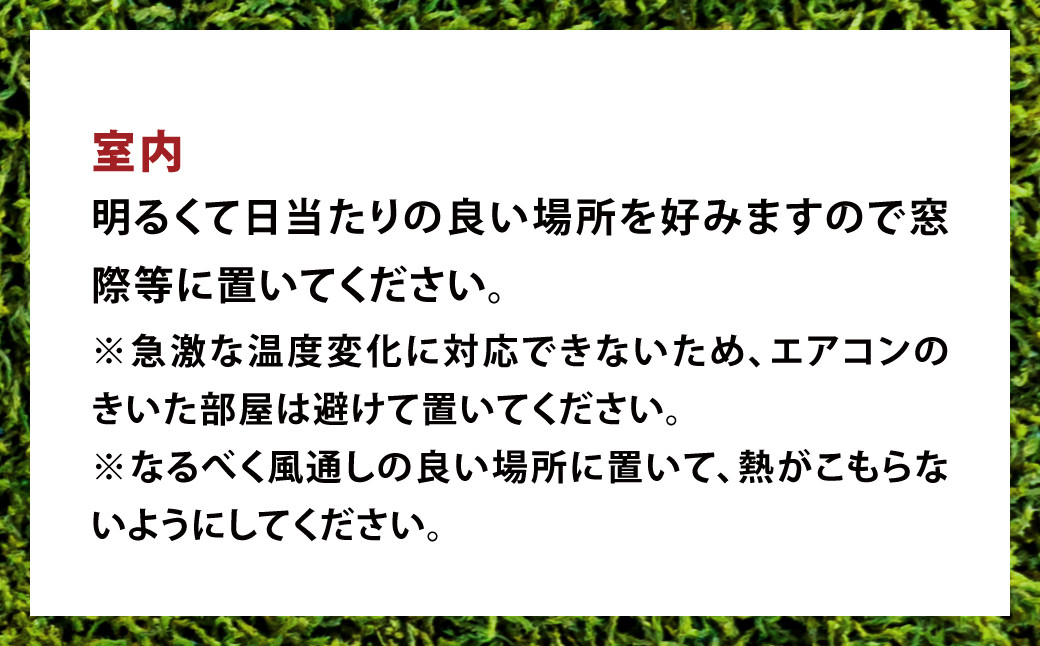 144-1234 苔玉 1個 苔盆栽 1個 (もみじ) 合計2個 セット コケ 苔 【2025年3月下旬から11月上旬発送予定】