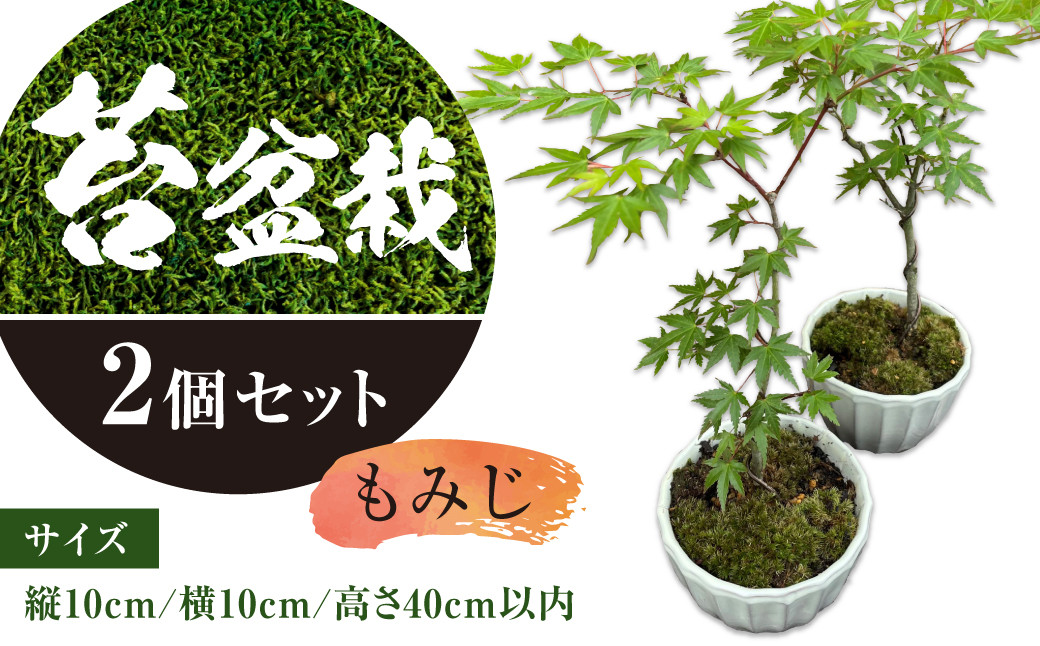 144-1232x3 苔 盆栽 (もみじ) 2個 セット コケ 【2026年3月下旬から11月上旬迄順次発送予定】