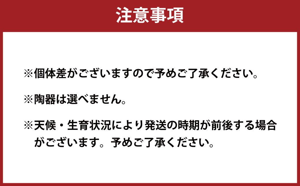 144-1232x3 苔 盆栽 (もみじ) 2個 セット コケ 【2026年3月下旬から11月上旬迄順次発送予定】