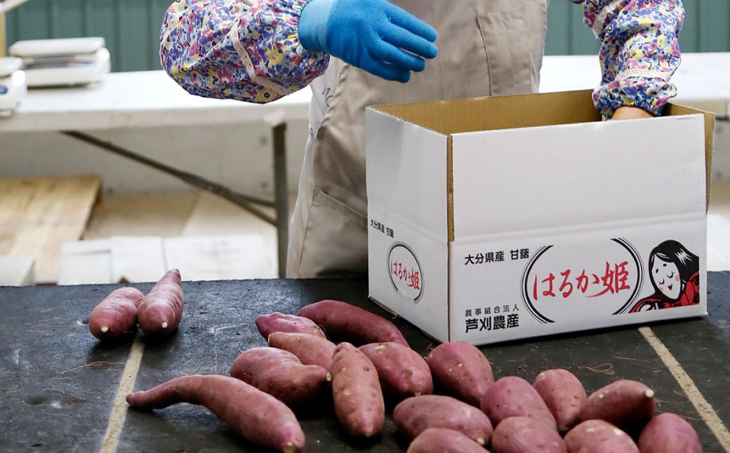 004-1303 はるか姫 約3.5kg（A品） さつまいも いも イモ 芋 紅はるか べにはるか 国産 常温 大分県 豊後大野市 【2025年11月下旬～2026年5月下旬発送予定】