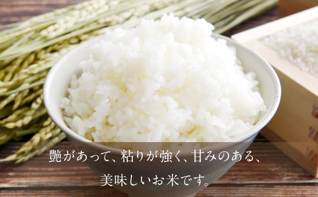 009-1256 令和6年産 大分県 緒方産 ひのひかり 10kg 1袋 白米 コメ 精米 米 お米 ヒノヒカリ