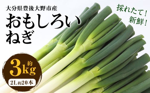 073-1182-2 豊後大野市産 おもしろいねぎ 3kg（2Lサイズ20本）長ねぎ 長ネギ 白ネギ 白ねぎ ネギ ねぎ 葱 白葱