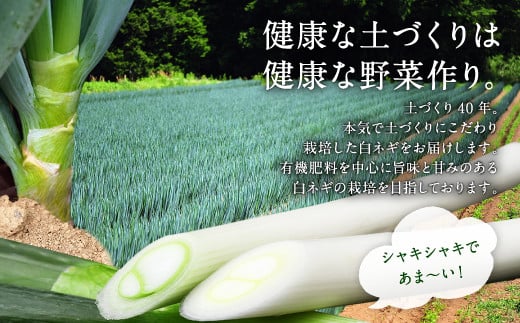 073-1182-2 豊後大野市産 おもしろいねぎ 3kg（2Lサイズ20本）長ねぎ 長ネギ 白ネギ 白ねぎ ネギ ねぎ 葱 白葱