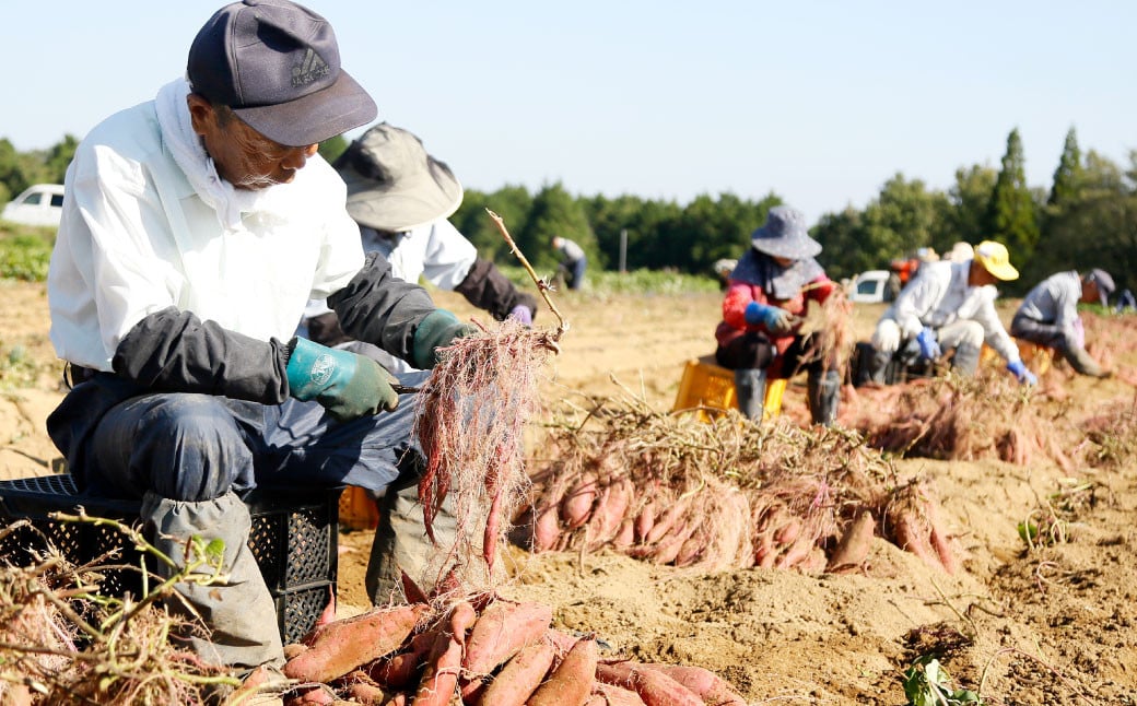 004-1303 はるか姫 約3.5kg（A品） さつまいも いも イモ 芋 紅はるか べにはるか 国産 常温 大分県 豊後大野市 【2025年11月下旬～2026年5月下旬発送予定】