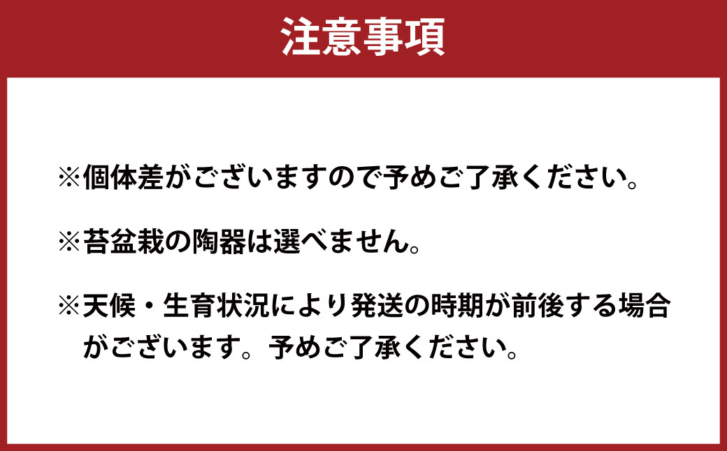 144-1234 苔玉 1個 苔盆栽 1個 (もみじ) 合計2個 セット コケ 苔 【2025年3月下旬から11月上旬発送予定】