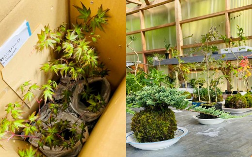 144-1234x3 èç 1å èçæ œ 1å (ãã¿ã) åèš2å ã»ãã ã³ã± è ã2026幎3æäžæ¬ãã11æäžæ¬è¿é 次çºéäºå®ã