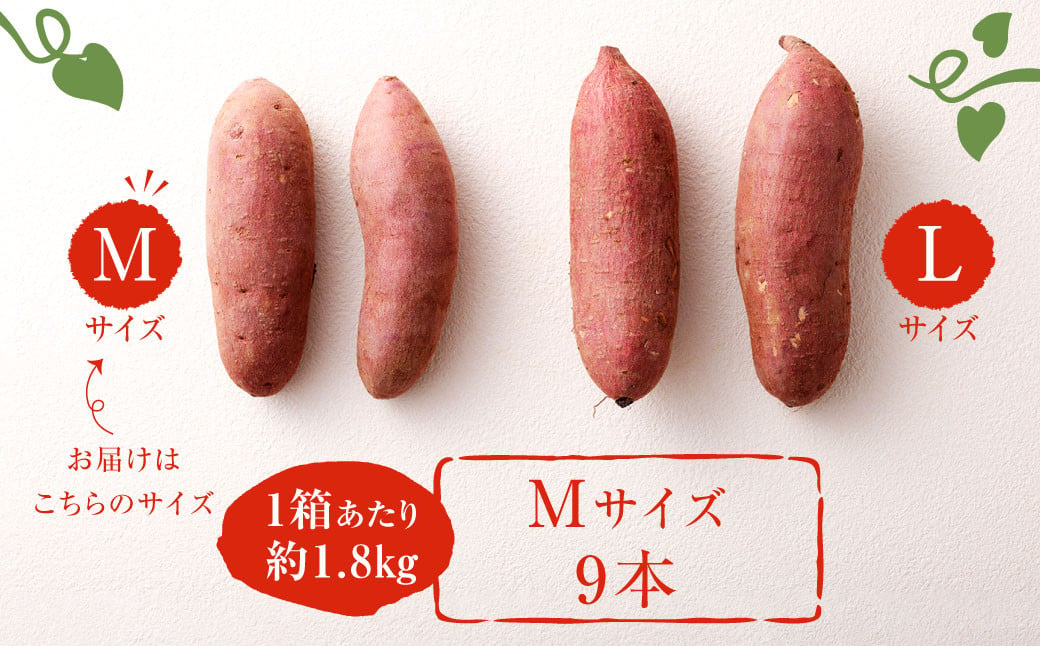 171-1132 【先行予約】 高糖度さつまいも 甘太くん 約1.8kg（Mサイズ9本） 小箱 サツマイモ 甘藷 かんしょ おやつ 焼き芋 【2024年11月下旬から2025年4月下旬発送予定】