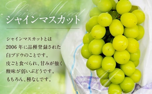 056-1119x1 【先行予約】 シャインマスカット 2房 合計約1.2kg 種なし ぶどう 【2025年9月下旬から10月下旬発送予定】