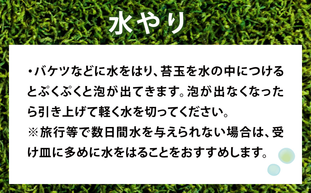 144-1234 苔玉 1個 苔盆栽 1個 (もみじ) 合計2個 セット コケ 苔 【2025年3月下旬から11月上旬発送予定】