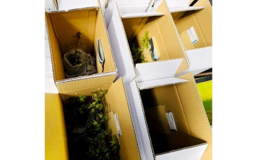 144-1234x3 èç 1å èçæ œ 1å (ãã¿ã) åèš2å ã»ãã ã³ã± è ã2026幎3æäžæ¬ãã11æäžæ¬è¿é 次çºéäºå®ã