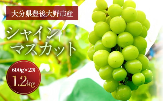 056-1119x1 【先行予約】 シャインマスカット 2房 合計約1.2kg 種なし ぶどう 【2025年9月下旬から10月下旬発送予定】