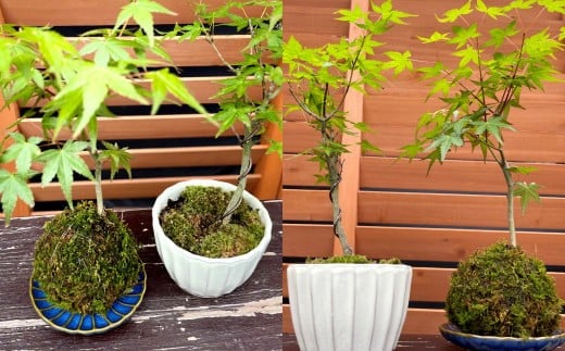 144-1234x3 èç 1å èçæ œ 1å (ãã¿ã) åèš2å ã»ãã ã³ã± è ã2026幎3æäžæ¬ãã11æäžæ¬è¿é 次çºéäºå®ã