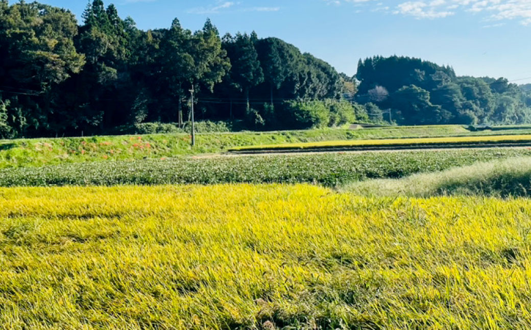 004-1180 【令和6年産】 大分県豊後大野市産 米 「なつほのか」 10kg（5kg×2袋） 精米 お米 ご飯 白米 新米 【2024年10月下旬から順次発送予定】