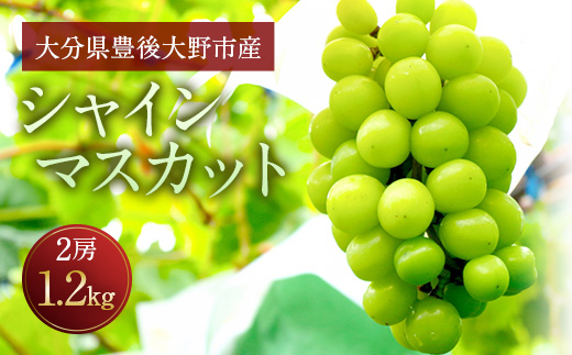 056-1119x1 【先行予約】 シャインマスカット 2房 合計約1.2kg 種なし ぶどう 【2025年9月下旬から10月下旬発送予定】